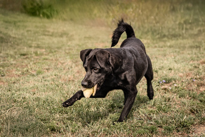 Queen - menschenbezogen, freundlich, zutraulich, verspielt, aktiv, neugierig, Mischling (Video-Link vorhanden) - Hündin