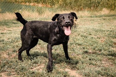 Queen - menschenbezogen, freundlich, zutraulich, verspielt, aktiv, neugierig, Mischling (Video-Link vorhanden) - Hündin