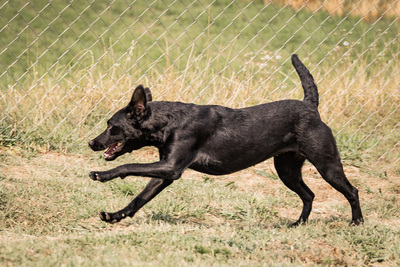 Queen - menschenbezogen, freundlich, zutraulich, verspielt, aktiv, neugierig, Mischling (Video-Link vorhanden) - Hündin