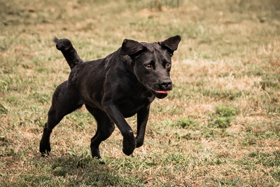 Queen - menschenbezogen, freundlich, zutraulich, verspielt, aktiv, neugierig, Mischling (Video-Link vorhanden) - Hündin