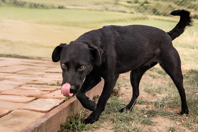 Queen - menschenbezogen, freundlich, zutraulich, verspielt, aktiv, neugierig, Mischling (Video-Link vorhanden) - Hündin