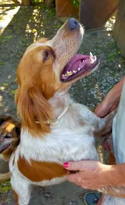 Quen, Epagneul Breton - Rüde