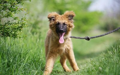 Quentin, Mischling Welpen - Rüde