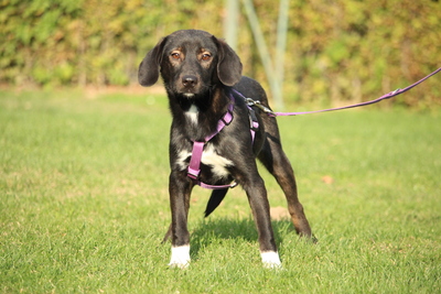 Quila, Mischling - Hündin