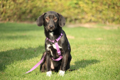 Quila, Mischling - Hündin