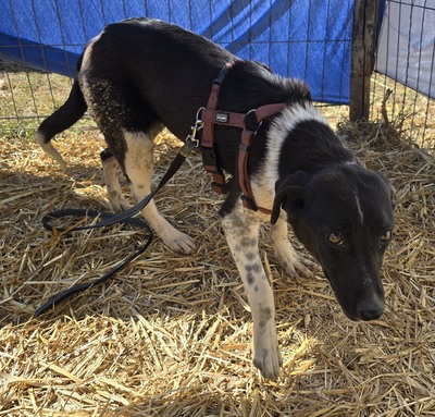 Quinn, Mix - Hündin