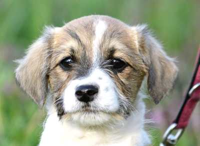 Quinoa sucht ihren Traumplatz, Mops-Mischling Welpen - Hündin