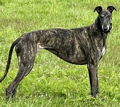 Quintana, Galgo Espanol - Hündin