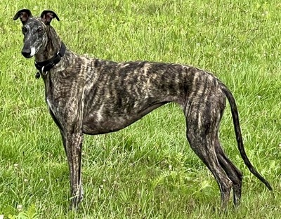 Quintana, Galgo Espanol - Hündin