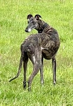 Quintana, Galgo Espanol - Hündin