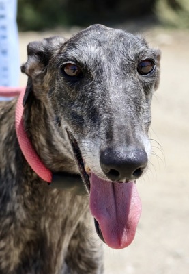 Quintana, Galgo Espanol - Hündin