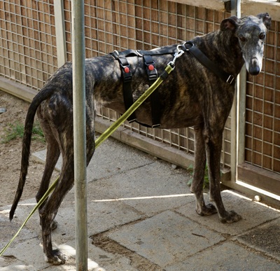 Quintana, Galgo Espanol - Hündin