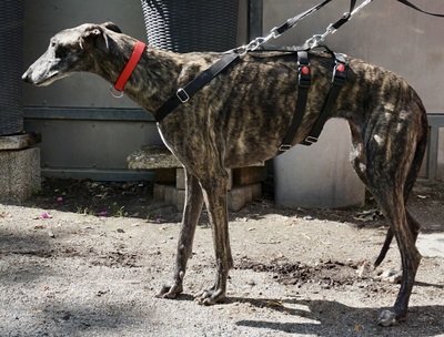 Quintana, Galgo Espanol - Hündin