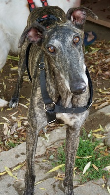 Quintana, Galgo Espanol - Hündin