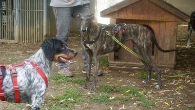 Quintana, Galgo Espanol - Hündin