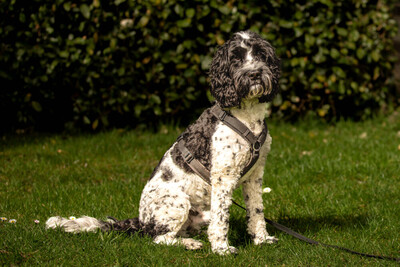 Quito, Cockapoo - Rüde