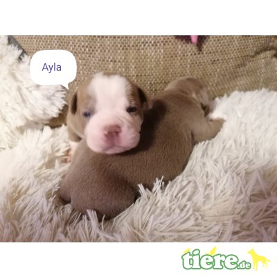 R:Ace Arlo Amigo Alec W: Ayla Alani Aquila, Olde English Bulldogge Welpen - Rüde