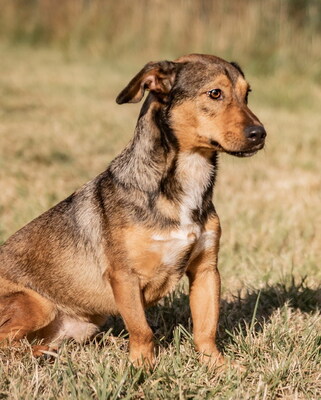 RAFI - R E S E R V I E R T !!!!! sehr freundlich, verschmust, lebhaft, gelehrig, anhänglich, anfangs schüchtern, Mischling (Video auf HP) - Rüde