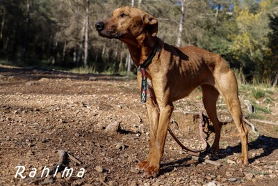 RAHIMA (W)- jung, hibbelig, verträglich, Nicht Bekannt - Hündin