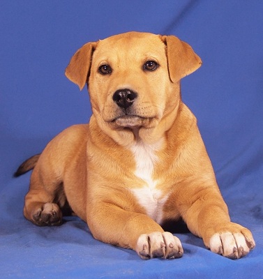 RAINA - sehr lieb und anlehnungsbedürftig, lustig, aufgeschlossen, lebhaft, verspielt, neugierig, katzenverträglich, Staffordshire Terrier Mischling Welpen - Hündin