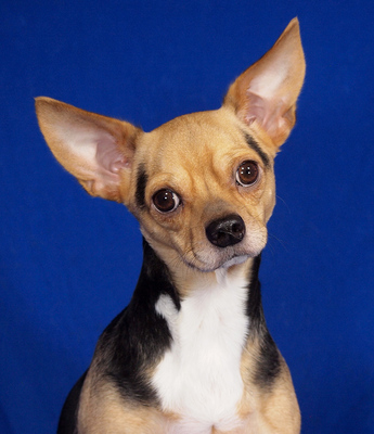 RAMBO - NOTFALL!!! SPENDENAUFRUF!!! sehr freundlich, anhänglich, verschmust, lebhaft, intelligent, Chihuahua Mischling - Rüde