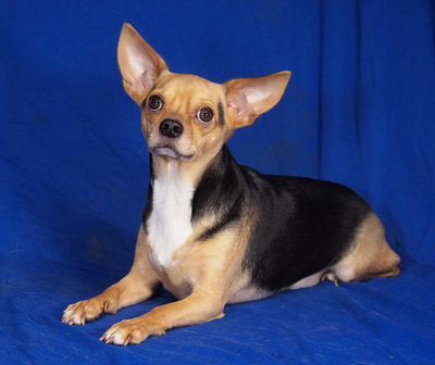 RAMBO - R E S E R V I E R T !!!!! NOTFALL!!! SPENDENAUFRUF!!! sehr freundlich, anhänglich, verschmust, lebhaft, intelligent, Chihuahua Mischling - Rüde