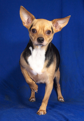 RAMBO - R E S E R V I E R T !!!!! NOTFALL!!! SPENDENAUFRUF!!! sehr freundlich, anhänglich, verschmust, lebhaft, intelligent, Chihuahua Mischling - Rüde