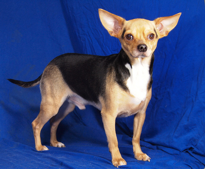 RAMBO - R E S E R V I E R T !!!!! NOTFALL!!! SPENDENAUFRUF!!! sehr freundlich, anhänglich, verschmust, lebhaft, intelligent, Chihuahua Mischling - Rüde