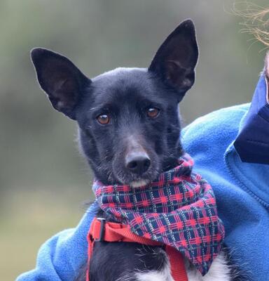 RASEL - Ubeda, Podenco-Mischling - kastriert - Rüde