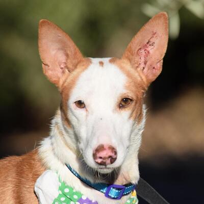 RATON - Ubeda, Podenco, kastriert - Rüde