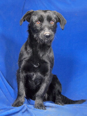 REGINA - R E S E R V I E R T !!!!! sehr freundlich, etwas sensibel, anhänglich, lebhaft, neugierig, anfangs etwas ängstlich, Mischling - Hündin