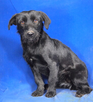 REGINA - R E S E R V I E R T !!!!! sehr freundlich, etwas sensibel, anhänglich, lebhaft, neugierig, anfangs etwas ängstlich, Mischling - Hündin