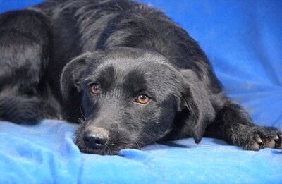 REGINA - R E S E R V I E R T !!!!! sehr freundlich, etwas sensibel, anhänglich, lebhaft, neugierig, anfangs etwas ängstlich, Mischling - Hündin