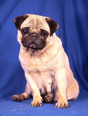 REKA - charmant und äußerst freundlich, verschmust, anhänglich, katzenverträglich, Mops - Hündin