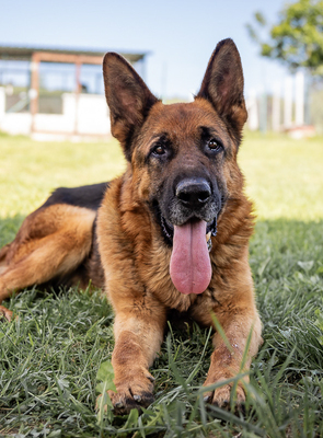 REMUS - zutraulich, aufgeschlossen, ausgeglichen, gelehrig, intelligent, verschmust, freundlich, Deutscher Schäferhund (Video auf HP) - Rüde