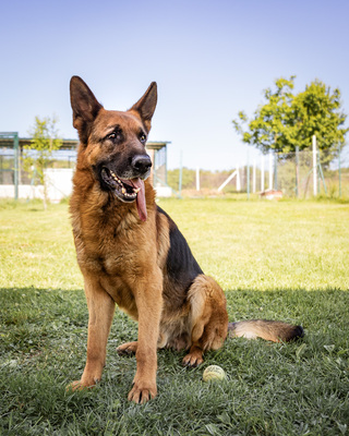 REMUS - zutraulich, aufgeschlossen, ausgeglichen, gelehrig, intelligent, verschmust, freundlich, Deutscher Schäferhund (Video auf HP) - Rüde