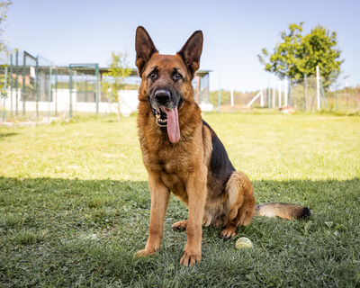 REMUS - zutraulich, aufgeschlossen, ausgeglichen, gelehrig, intelligent, verschmust, freundlich, Deutscher Schäferhund (Video auf HP) - Rüde