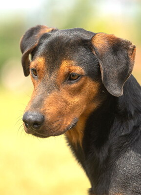 REMY - R E S E R V I E R T !!!!! freundlich und anhänglich, lebhaft, neugierig, gelehrig, anfangs etwas ängstlich, Mischling (Video auf HP) - Rüde