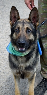 RENE C42, Schäferhund-Mischling - Rüde