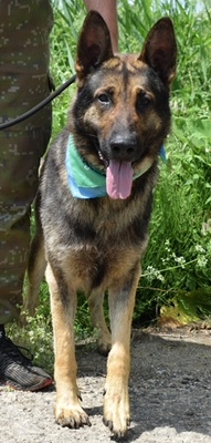 RENE C42, Schäferhund-Mischling - Rüde