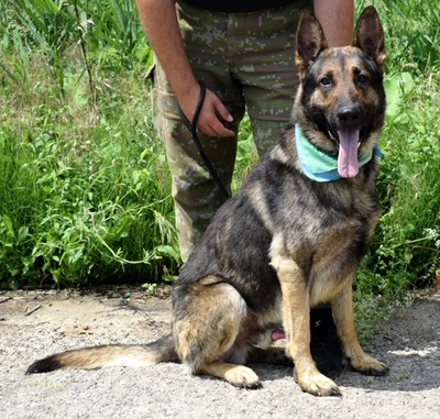 RENE C42, Schäferhund-Mischling - Rüde