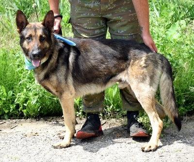 RENE C42, Schäferhund-Mischling - Rüde