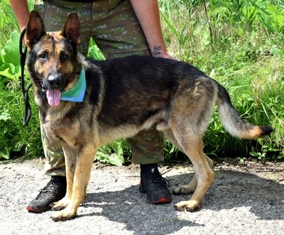 RENE C42, Schäferhund-Mischling - Rüde