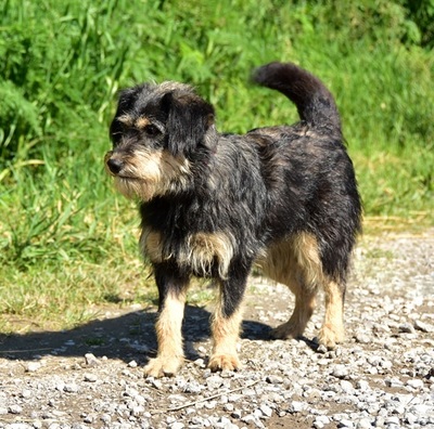 RENESMEE, Mischling - Hündin