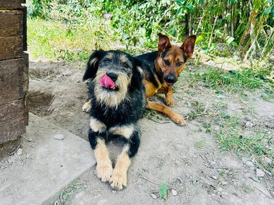 RENESMEE, Mischling - Hündin