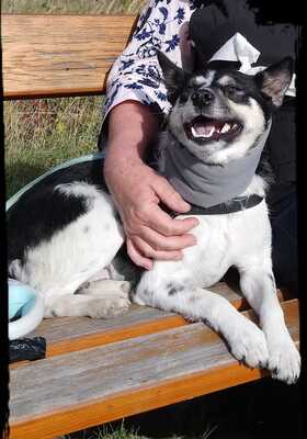 RENNIE Rosi, Mischling - Hündin