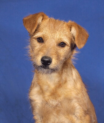 RENO - R E S E R V I E R T !!!!! sehr freundlich und verschmust, fröhlich, verspielt, klug, lebhaft, Mischling Welpen - Rüde