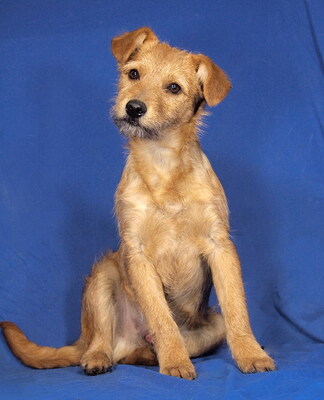 RENO - R E S E R V I E R T !!!!! sehr freundlich und verschmust, fröhlich, verspielt, klug, lebhaft, Mischling Welpen - Rüde