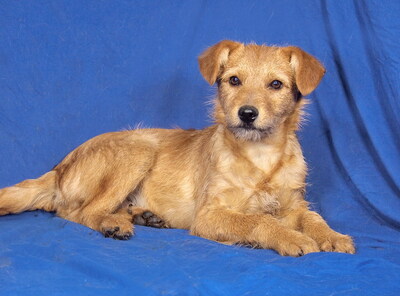 RENO - R E S E R V I E R T !!!!! sehr freundlich und verschmust, fröhlich, verspielt, klug, lebhaft, Mischling Welpen - Rüde