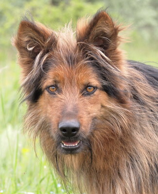 RENO - freundlich, anhänglich, bewegungsfreudig, intelligent und sehr gelehrig, anfangs misstrauisch gegenüber fremden Menschen, Deutscher Schäferhund Mischling - Rüde